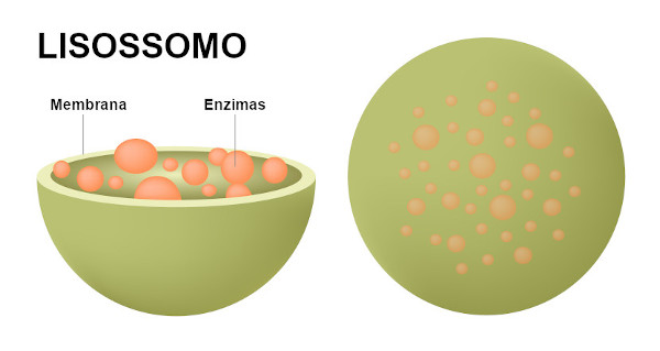 lisossoma